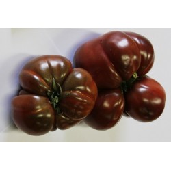 TOMATE 'Noire de Crimee' FF...