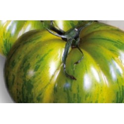 TOMATE 'Green Zebra' FF C0.65L