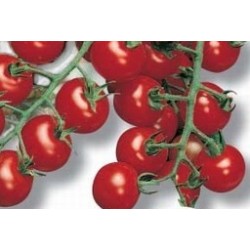 TOMATE 'Supersweet 100' FF...