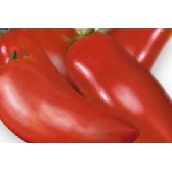 TOMATE 'Cornabel' FF C0.65L