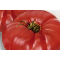 TOMATE 'Marmande' FF C0.65L