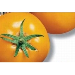TOMATE 'Lemon Boy' FF C0.65L