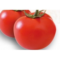 TOMATE 'Saint Pierre' FF...