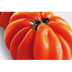 TOMATE 'Corazon' FF C0.65L