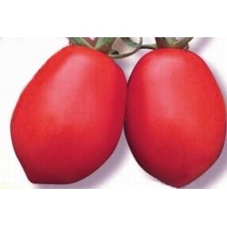 TOMATE 'Roma' FF C0.65L