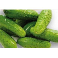 CORNICHON 'Parigyno' FF C0.65L