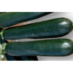 COURGETTE 'Tendor' FF C0.65L