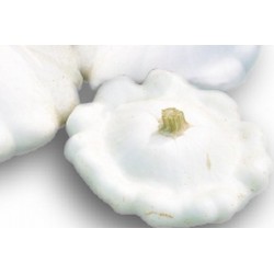 PATISSON 'Ovifera' FF C0.65L