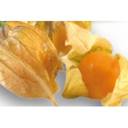 COQUERET du Perou FF C0.65L