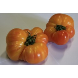 TOMATE 'Pineapple' FF C0.65L