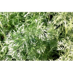 ABSINTHE commune FF P10