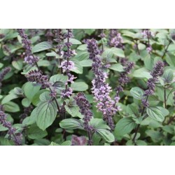 BASILIC Magic Blue® FF P10