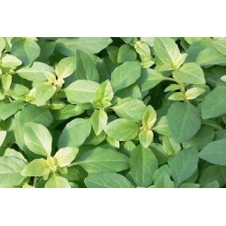 BASILIC Fin Vert FF P10