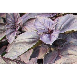 BASILIC Pourpre FF P10