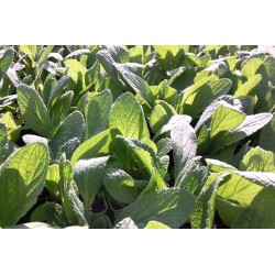BOURRACHE officinale FF P10