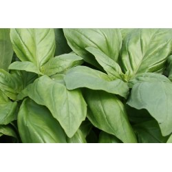 BASILIC Marseillais FF P10