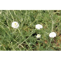 CAMOMILLE Romaine FF P10