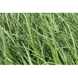 CIBOULE de Chine FF P10