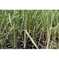 CITRONNELLE de Madagascar...