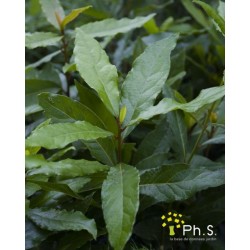 LAURUS nobilis FF P10