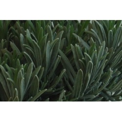LAVANDULA angustifolia FF P10