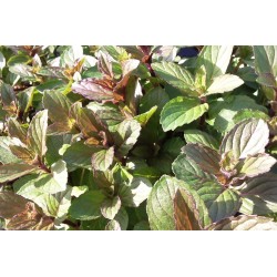 MENTHE Poivree FF P10