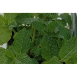 MENTHE Verte FF P10