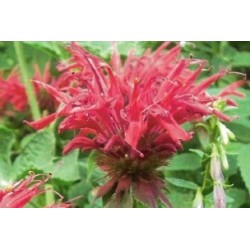 MONARDA didyma FF P10