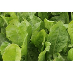 OSEILLE de Belleville FF P10