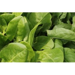 OSEILLE Verte FF P10