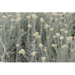 HELICHRYSUM italicum FF P10