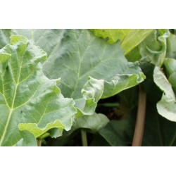 RHUBARBE 'Victoria' FF P10