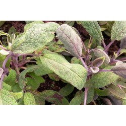 SAUGE officinalis...