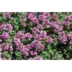 THYM serpolet FF P10