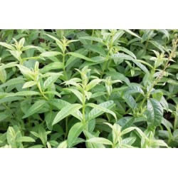 VERVEINE citronnelle FF P10