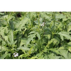 VERVEINE officinale FF P10