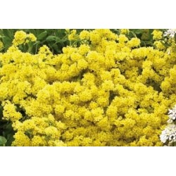 AURINIA saxatilis FF B6G8