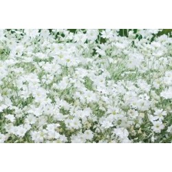 CERASTIUM tomentosum FF B6G8