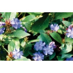 CERATOSTIGMA plumbaginoides...