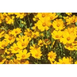 COREOPSIS grandiflora FF B6G8