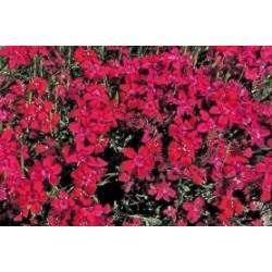DIANTHUS deltoides FF B6G8