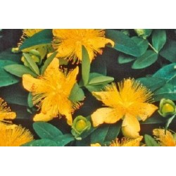 HYPERICUM calycinum FF B6G8