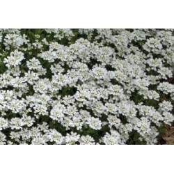 IBERIS sempervirens FF B6G8