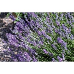 LAVANDULA intermedia...