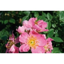 ROSIER tapissant assorti FF...