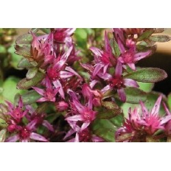 SEDUM spurium 'Roseum' FF B6G8