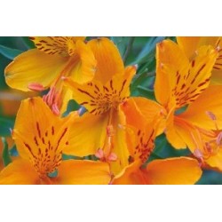ALSTROEMERIA Inticancha®...