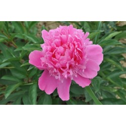PAEONIA lactiflora FF C2L