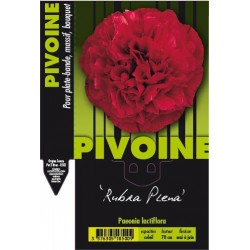 PAEONIA 'Rubra Plena' FF C2L