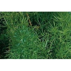 ASPARAGUS densiflorus...